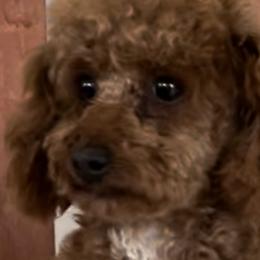 Poodles from Baby Bear Poodles