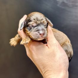 Bronx - Sable male Cockapoo puppy in Nashville, Arkansas from Rocky Road Puppies