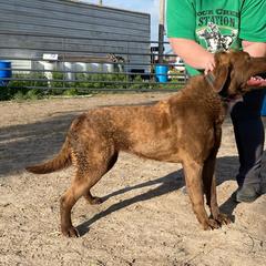 Kisses - Dark brown Chesapeake Bay Retriever puppy in Blue Hill, Nebraska from BlueBelle's Canine Companions