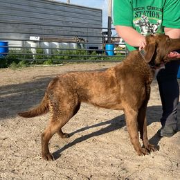Kisses - Dark brown Chesapeake Bay Retriever puppy in Blue Hill, Nebraska from BlueBelle's Canine Companions