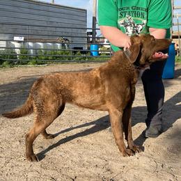 Kisses - Dark brown Chesapeake Bay Retriever puppy in Blue Hill, Nebraska from BlueBelle's Canine Companions