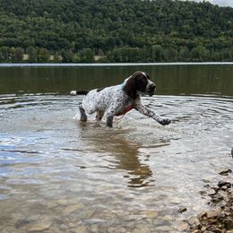 German Shorthaired Pointer Puppies from Inspire German Shorthaired Pointers