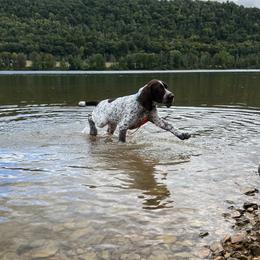 German Shorthaired Pointer Puppies from Inspire German Shorthaired Pointers