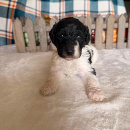 Wicked Witch - Parti female Poodle puppy in Luana, Iowa from Country View Bernedoodles and Goldendoodles