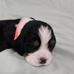 English Springer Spaniels from Dutch Creek Kennels