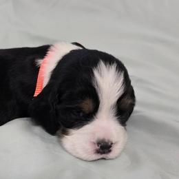 English Springer Spaniels from Dutch Creek Kennels