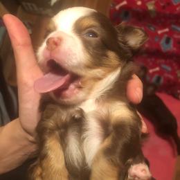 Chihuahua Puppies from Pikanoo Pups