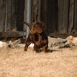Dachshund puppies from TG Dachshunds