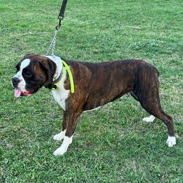 Daisy - Boxer