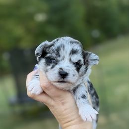 Miggy (Martin) - Merle male Chihuahua puppy in Harrison, Michigan from Cloud9 Chihuahuas