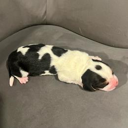 First Little Girl - Black brown and white female Basset Hound puppy in Hurtsboro, Alabama from PARK’s Family Farm