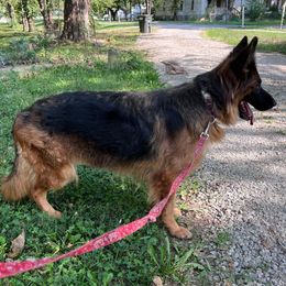 Misha - German Shepherd