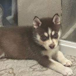 Leia - Red and white female Siberian Husky puppy in Lakeland, Florida from Ice Blue Legacy Siberians Huskies