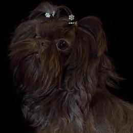 April - Shih Tzu