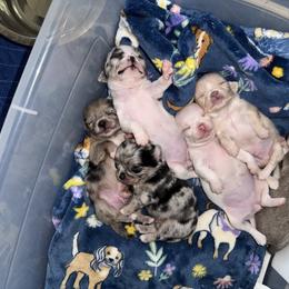 Chihuahua Puppies from Cloud9 Chihuahuas