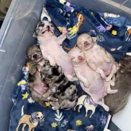 Chihuahua Puppies from Cloud9 Chihuahuas