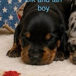 Blk and tan - Fawn (isabella) and tan male Dachshund puppy in Lakeland, Florida from Berry Dachshunds