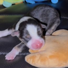 AKC Brown - Black and tan male Pembroke Welsh Corgi puppy in Summerfield, Florida from Promise Land Farm