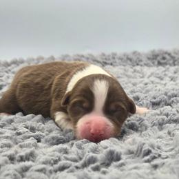 Choo Choo - Red tri-color female Australian Shepherd puppy in Jameson, Missouri from Sky Creek