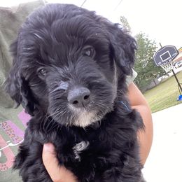 Aussiedoodles from Dutton’s Aussie Doodles