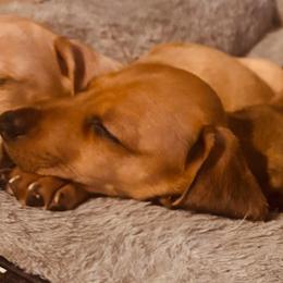 Soza - Red male Dachshund puppy in Yuma, Arizona from Desert dashies
