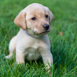 Girl 2 - Yellow female Labrador Retriever puppy in Oxford, Connecticut from Woodland Kennel