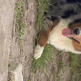 Miniature Australian Shepherd Puppies from 7UL Mini Aussies