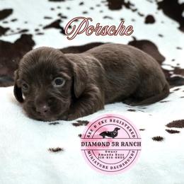PORSCHE - Chocolate female Dachshund puppy in Columbia, Louisiana from Diamond 5R Ranch AKC & CKC Miniature Dachshunds