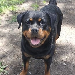 Rottweilers from Vom Hause Adason