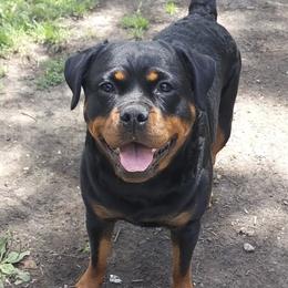 Rottweilers from Vom Hause Adason