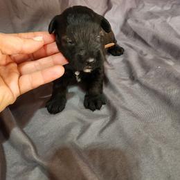Brown Male - Black and white male Schnoodle puppy in Lehi, Utah from KK Schnauzers