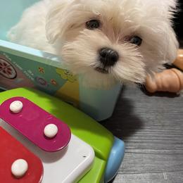 Maltese and Poodle Puppies from Poodle Perfection