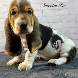 Sweetie Pie - Black white and brown female Basset Hound puppy in Dingess, West Virginia from Tuckers' Howling Hounds