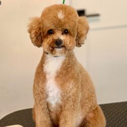 Papaya - Apricot female Poodle puppy in Salem, Oregon from Lavish Poodles