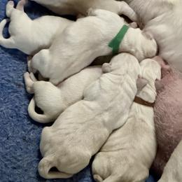 Boy 3 - Yellow male Labrador Retriever puppy in Cave Junction, Oregon from Serenity Labradors