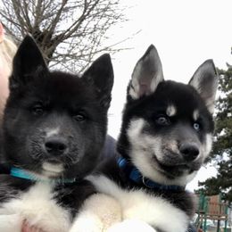 Siberian Huskies from High caliber Siberian Husky