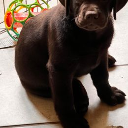 Labrador Retriever and Pembroke Welsh Corgi Puppies from Gainesfield Labradors and Pembroke Welsh Corgis