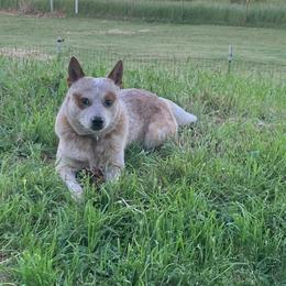 Australian Cattle Dogs from Outwest Cattle Dogs