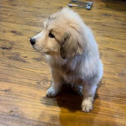 Great Pyrenees Puppies from Natalie Hnatkiv
