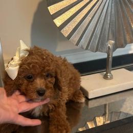 Lyla - Red  female Poodle puppy in Germantown, Maryland from Honey Blossom Doodles