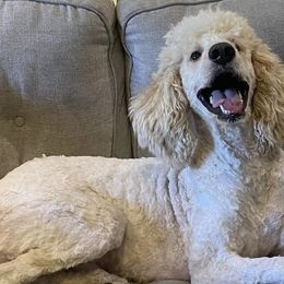 Aussiedoodles, Bernedoodles, and Sheepadoodles from Down Yonder Doodles