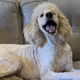 Aussiedoodles, Bernedoodles, and Sheepadoodles from Down Yonder Doodles