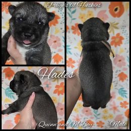 Hades - Agouti and white male Siberian Husky puppy in Bloomfield, Indiana from Paiges lil huskies