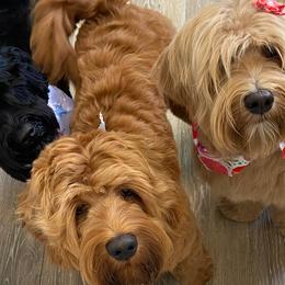Australian Labradoodles from Green Mountain Australian Labradoodles