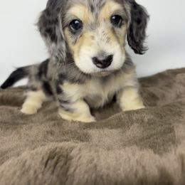 Dachshund Puppies from The Dach House