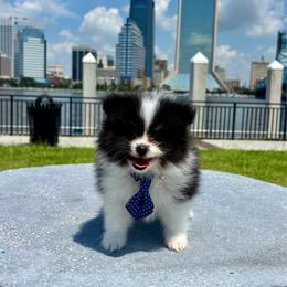 Zorro - Black parti male Pomeranian puppy in Green Cove Springs, Florida from Natasha's Ark of Joy