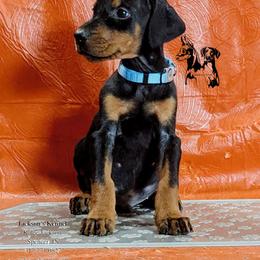 Boy 1 light blue - Doberman Pinscher puppy from Jackson's Kennel