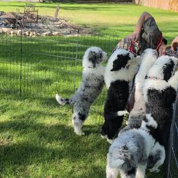 Sheepadoodle Puppies from My Sheepadoodle
