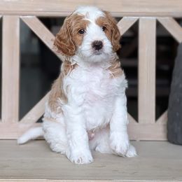 Melon - Parti male Goldendoodle puppy in Beverly Hills, Florida from Bundle of Joy Doodles