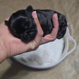 Girl 1 - Black female Shih Tzu puppy in Henrico, Virginia from Wild Wind Shih Tzu